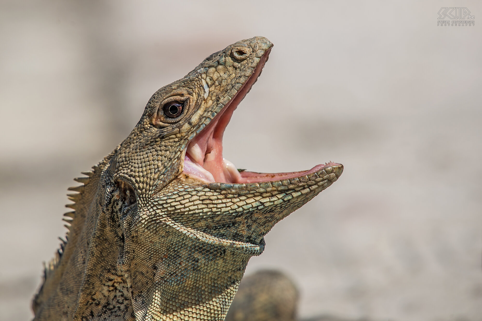 Carara - Zwarte leguaan De zwarte leguaan (black iguana, black ctenosaur) is een van de snelst lopende hagedissen op aarde. Mannetjes kunnen tot 1,5 meter  groot worden en het zijn uitstekende klimmers. Ze zijn voornamelijk herbivoor, ze eten bloemen, bladeren en fruit, maar soms ook kleinere dieren, eieren, en geleedpotigen. Stefan Cruysberghs